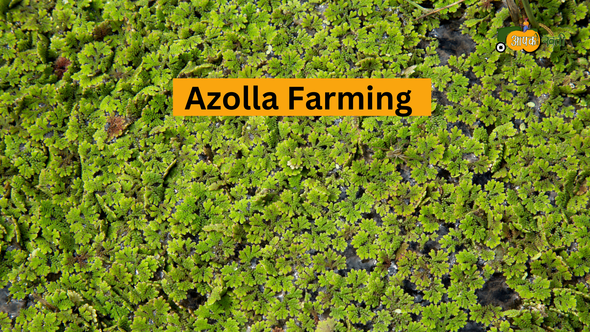 Azolla Farming Aapkikheti.com