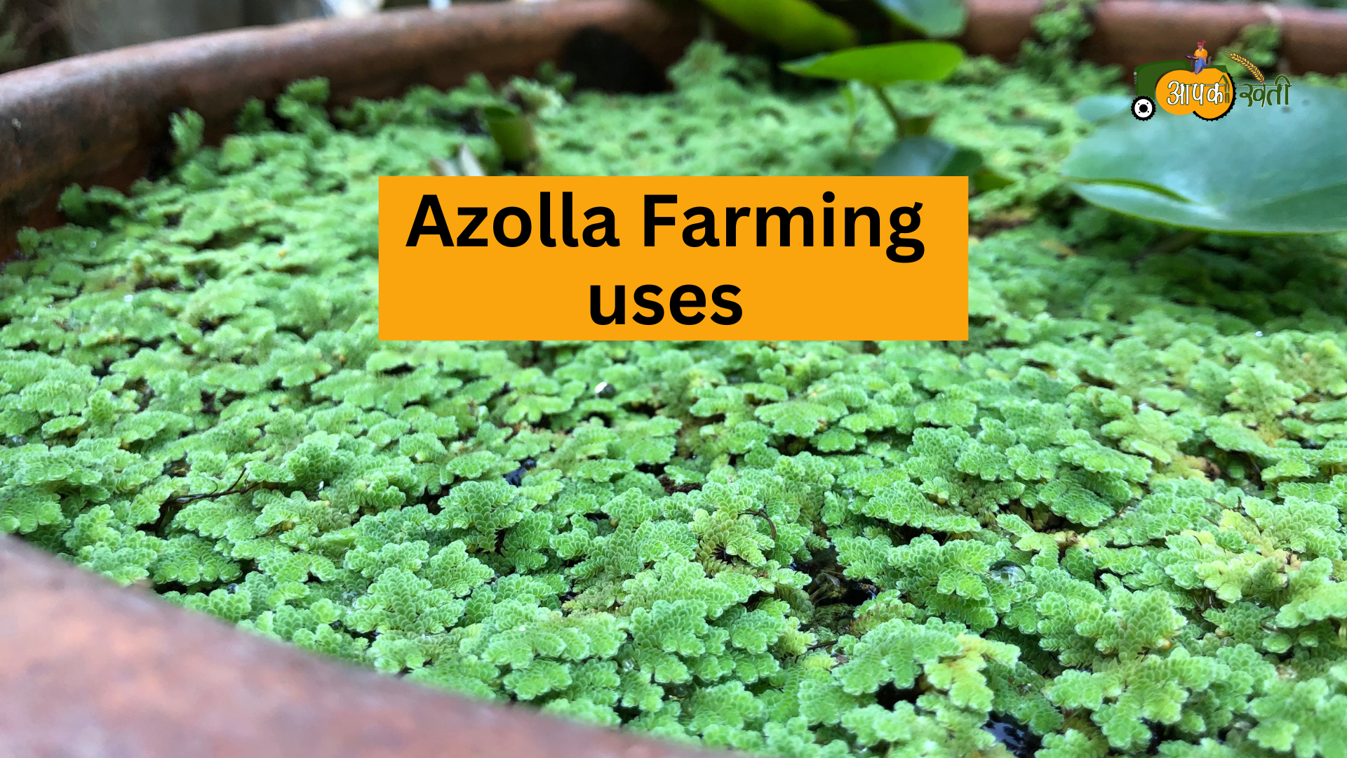 Azolla Farming Aapkikheti.com