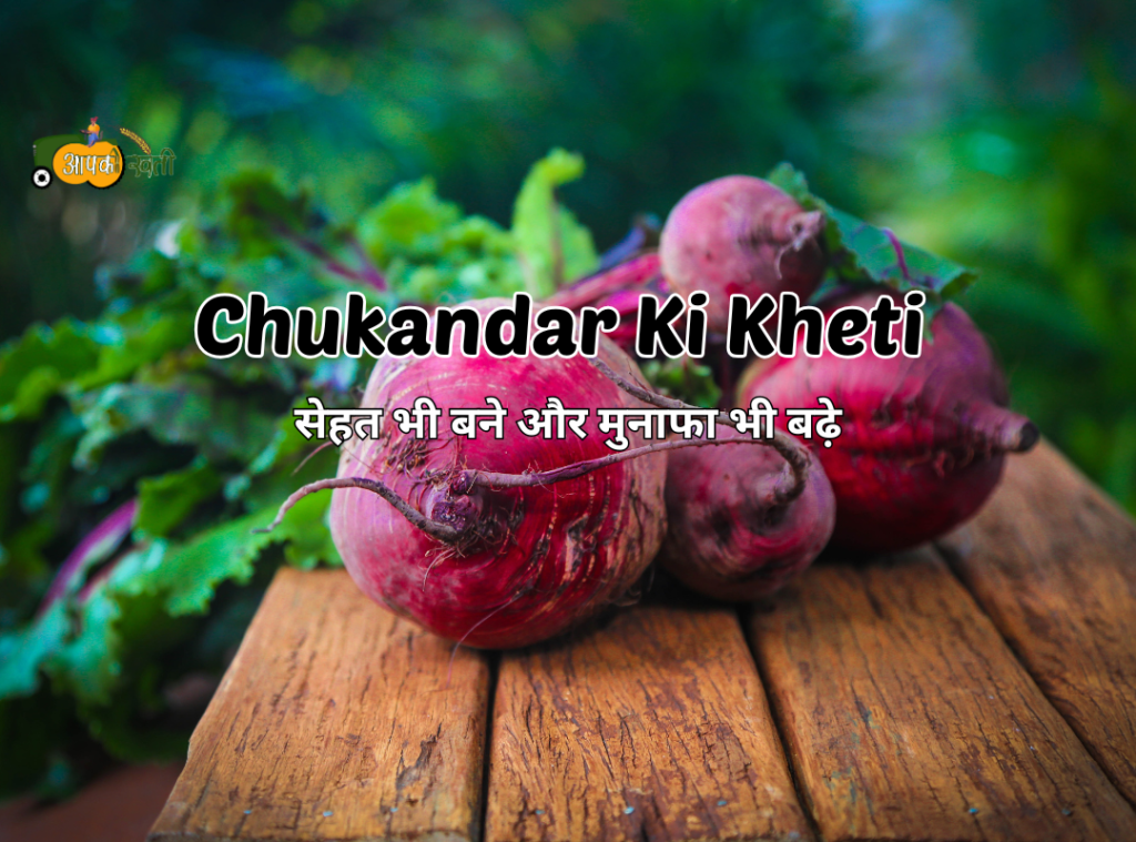 Chukandar Ki Kheti