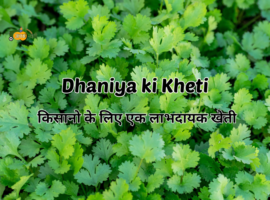 Dhaniya ki kheti