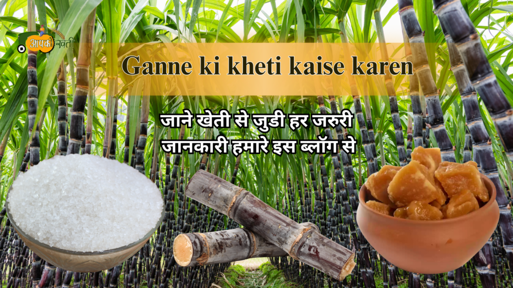 Ganne ki kheti kaise karen-Aapkikheti.com