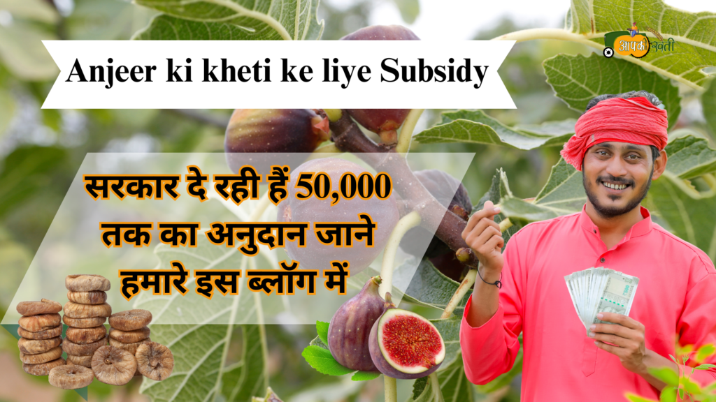 Anjeer ki kheti ke liye subsidy-Aapkikheti.com