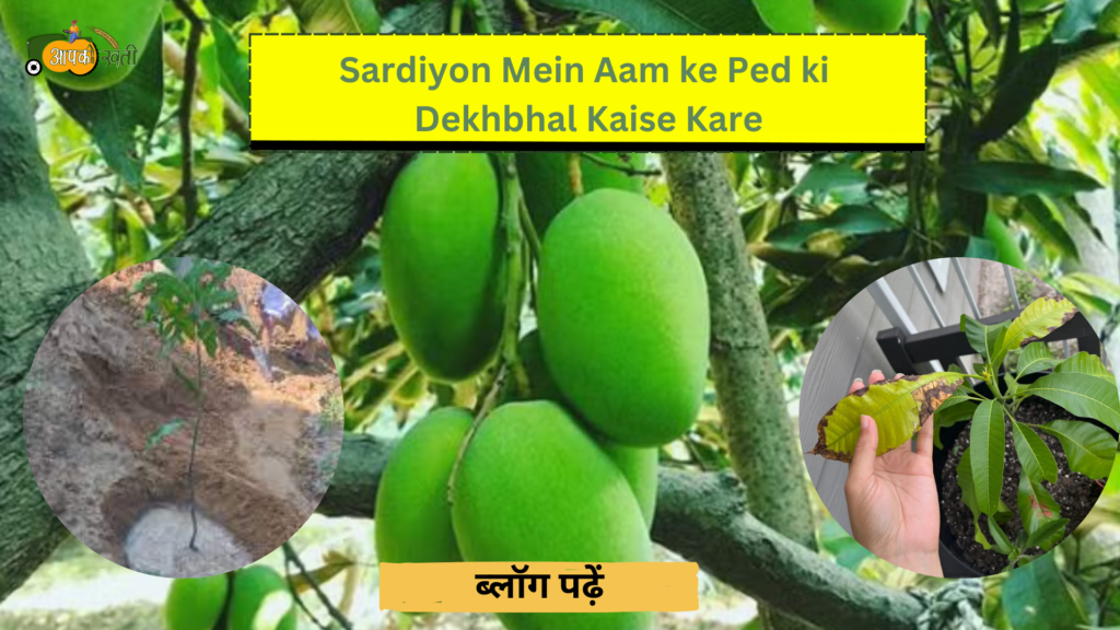 Sardiyon Mein Aam ki Ped ki Dekhbhal Kaise Kare