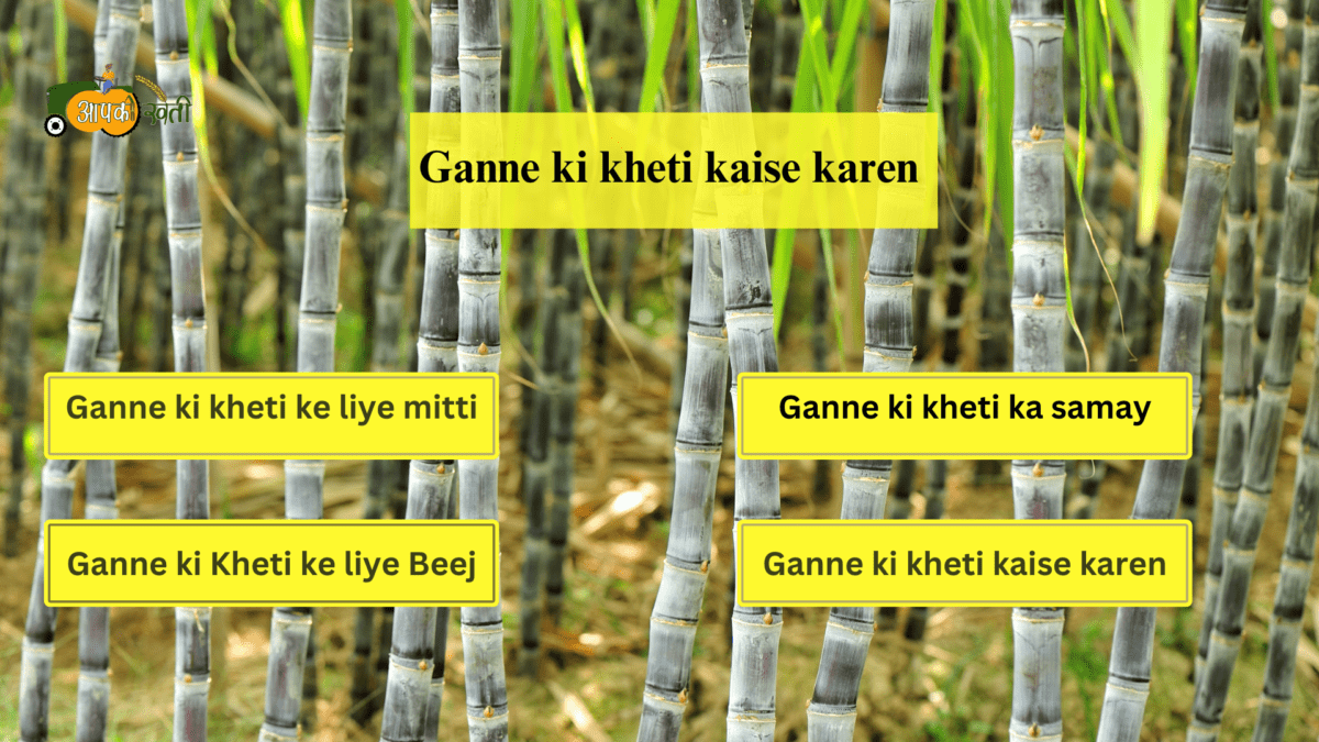 Ganne Inkh Ganne ki kheti kaise karen: जाने खेती से जुडी हर जरुरी जानकारी हमारे इस ...