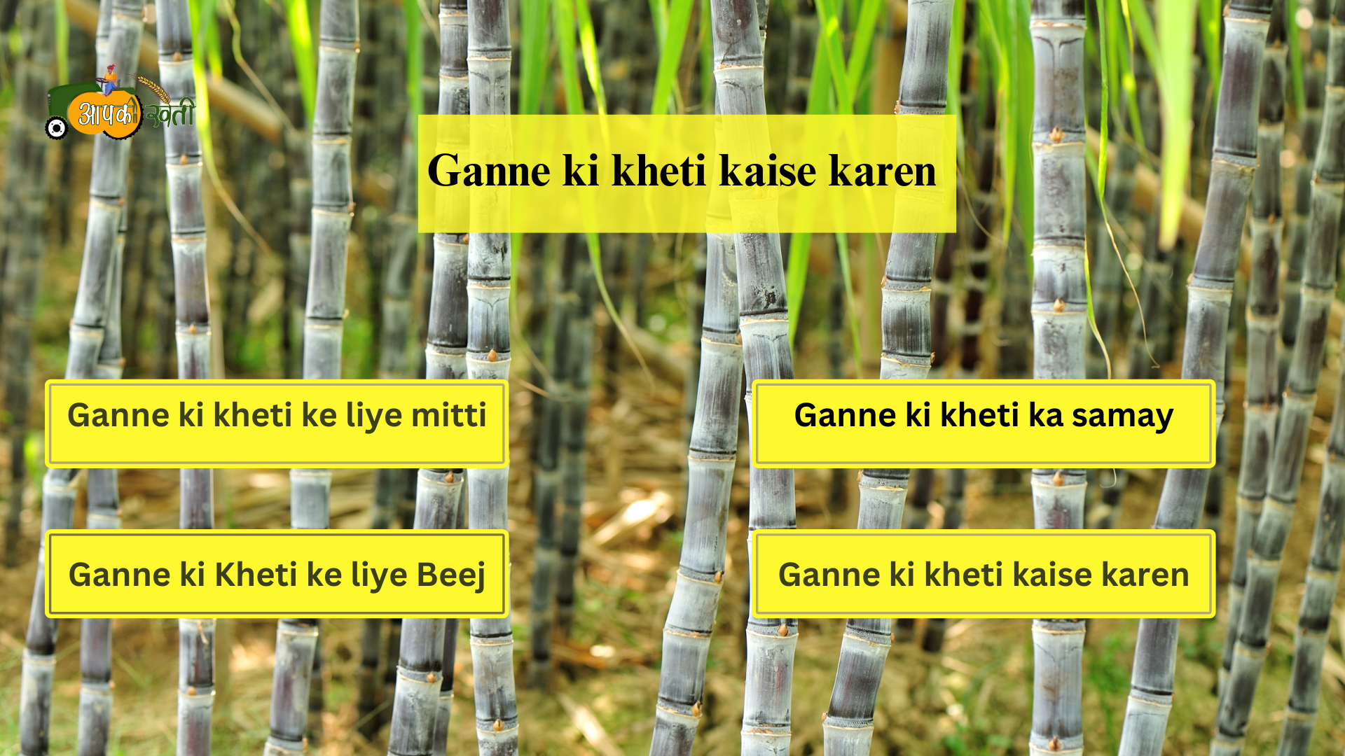 Ganne ki kheti kaise karen-Aapkikheti.com