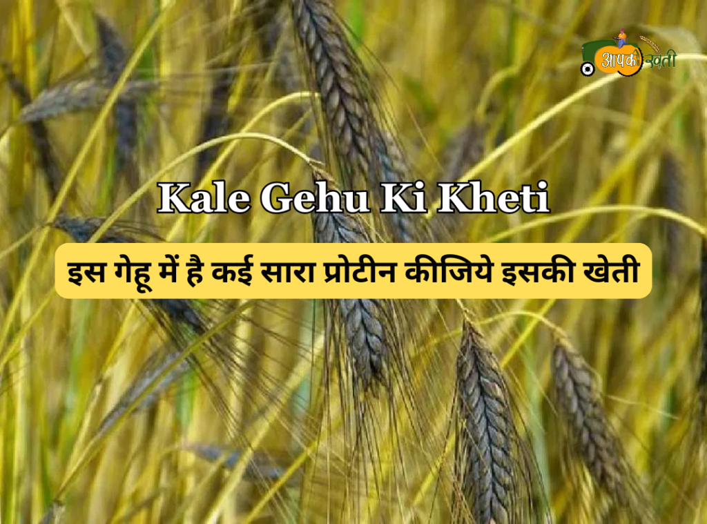 Kale Gehu Ki Kheti