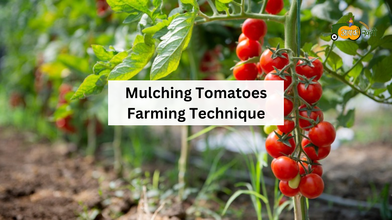 Mulching Tomatoes Farming Technique