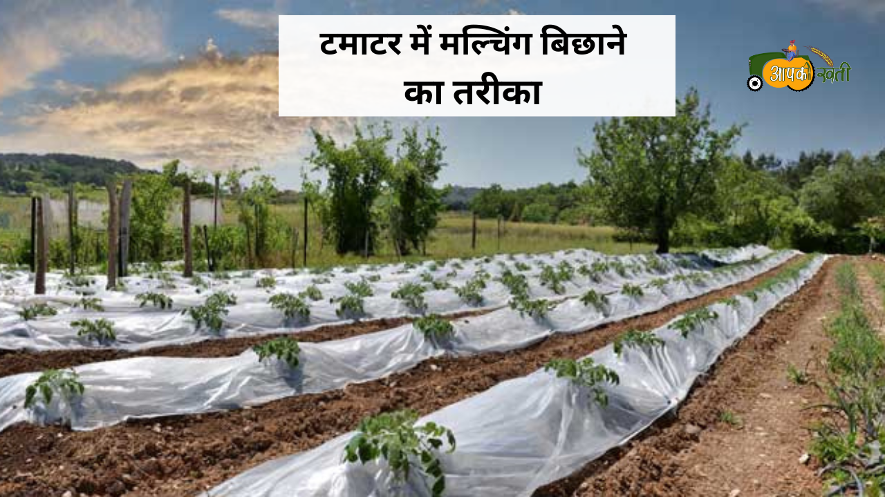 Mulching Tomatoes Farming Technique