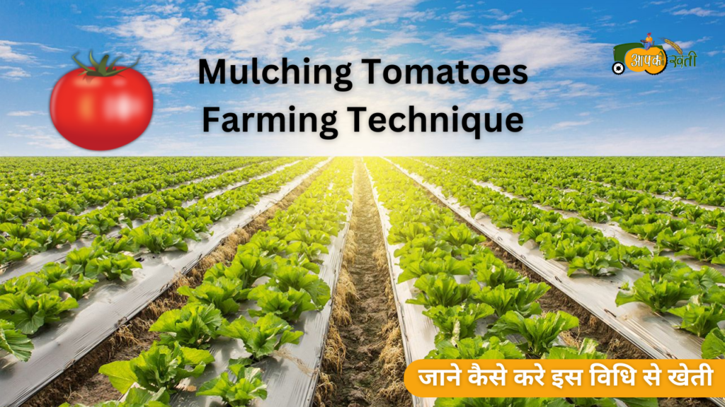 Mulching Tomatoes Farming Technique