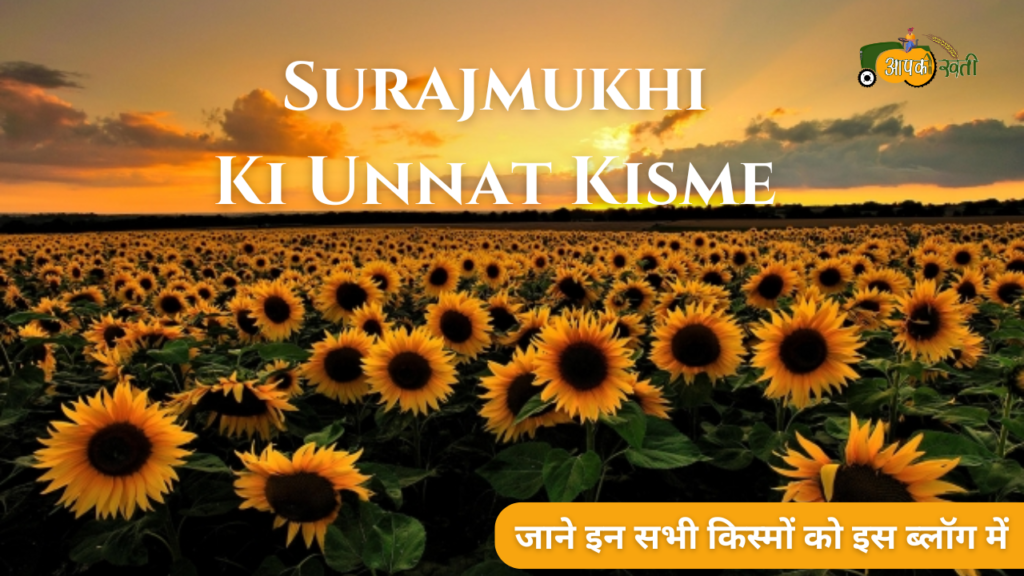 Surajmukhi ki unnat kisme -Aapkikheti.com