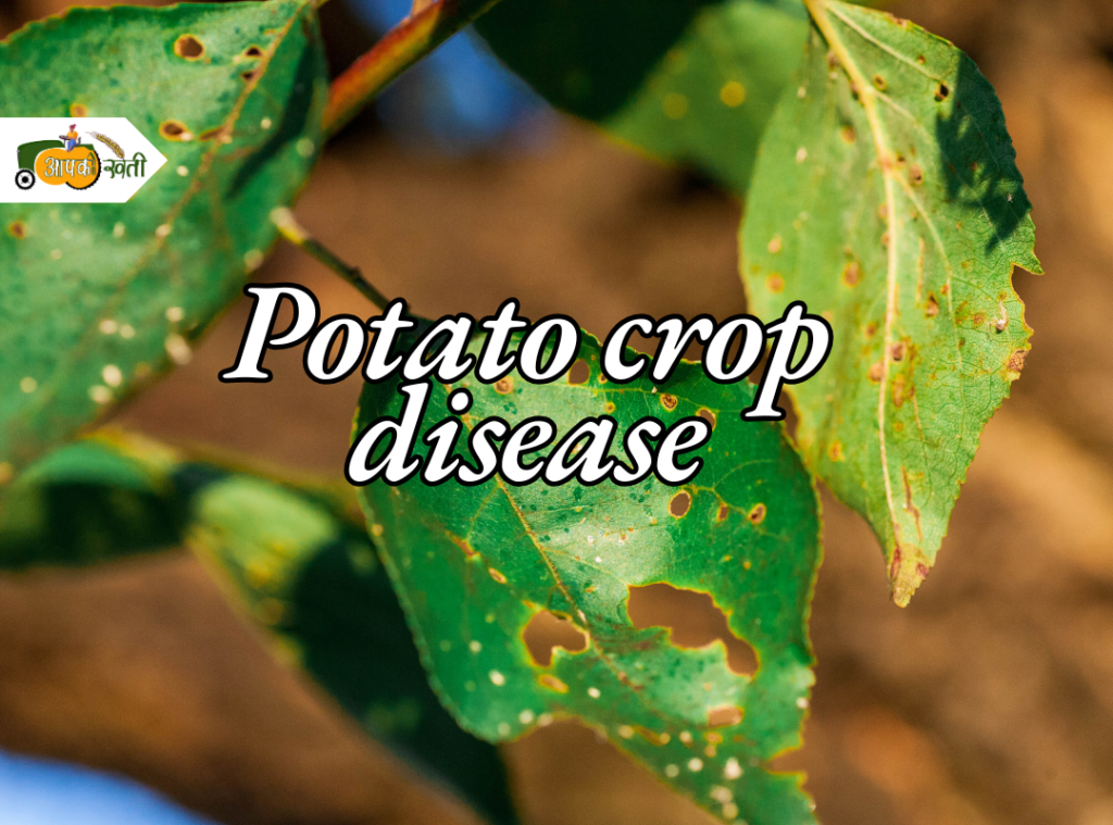 Potato crop disease