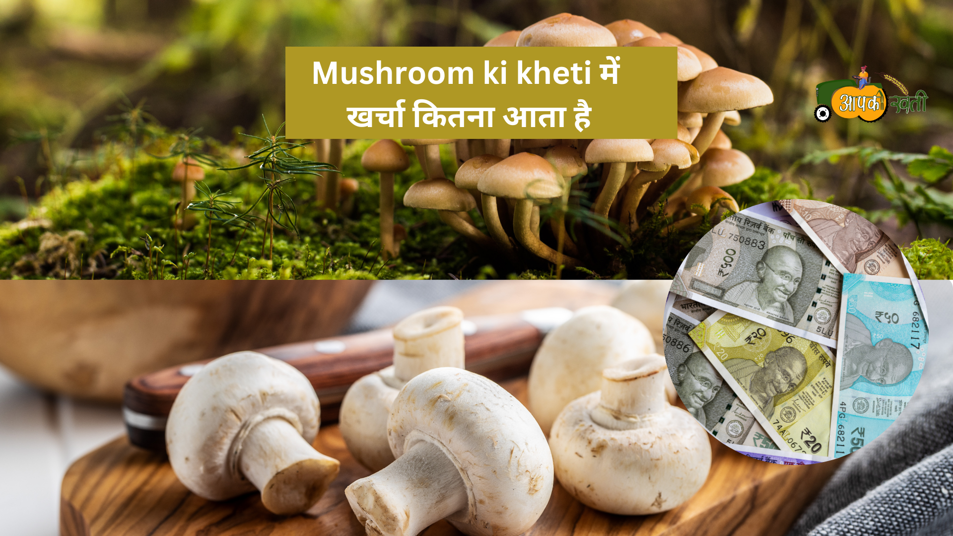 Mushroom ki kheti kaise kare-Aapkikheti.com