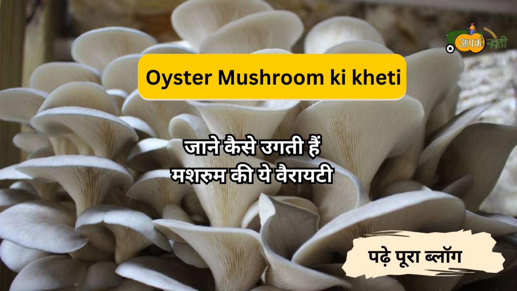 Oyster Mushrom Ki Kheti -Aapkikheti.com