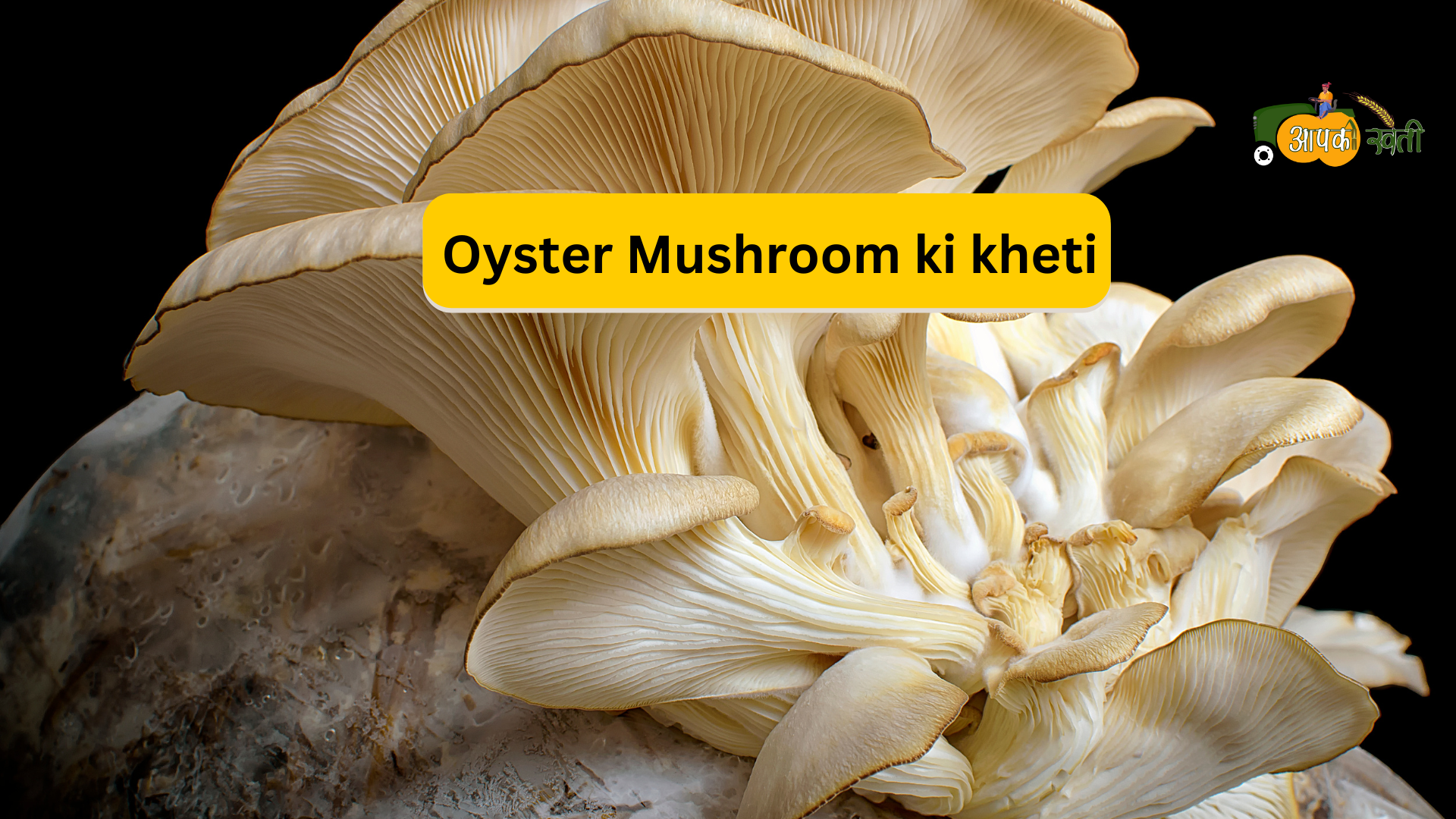 Oyster Mushrom Ki Kheti -Aapkikheti.com