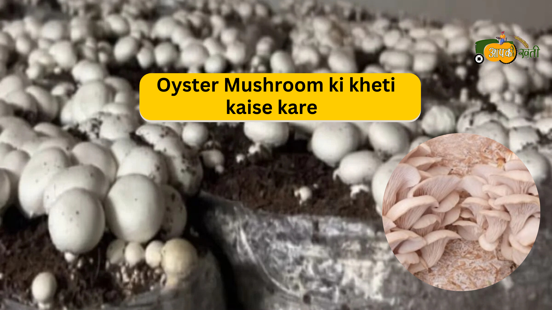 Oyster Mushrom Ki Kheti -Aapkikheti.com