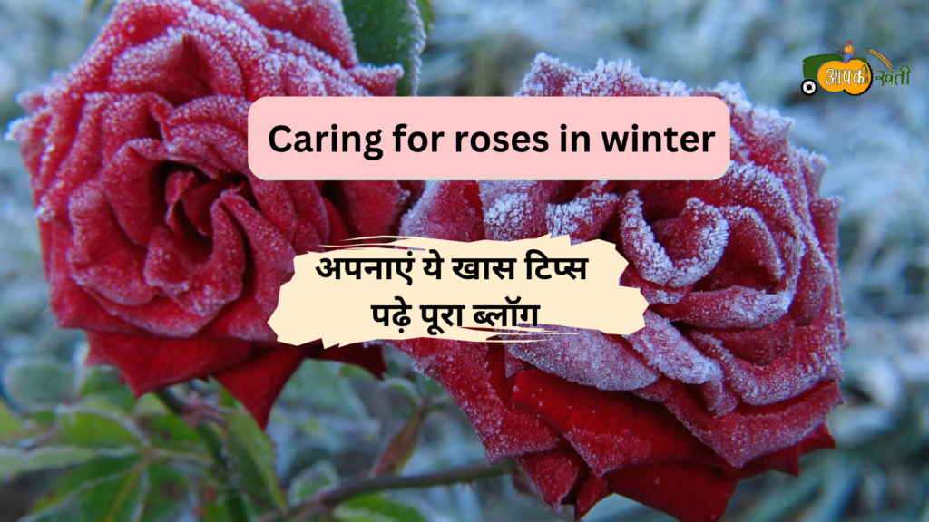 Caring for rose in winter-aapkikheti.com