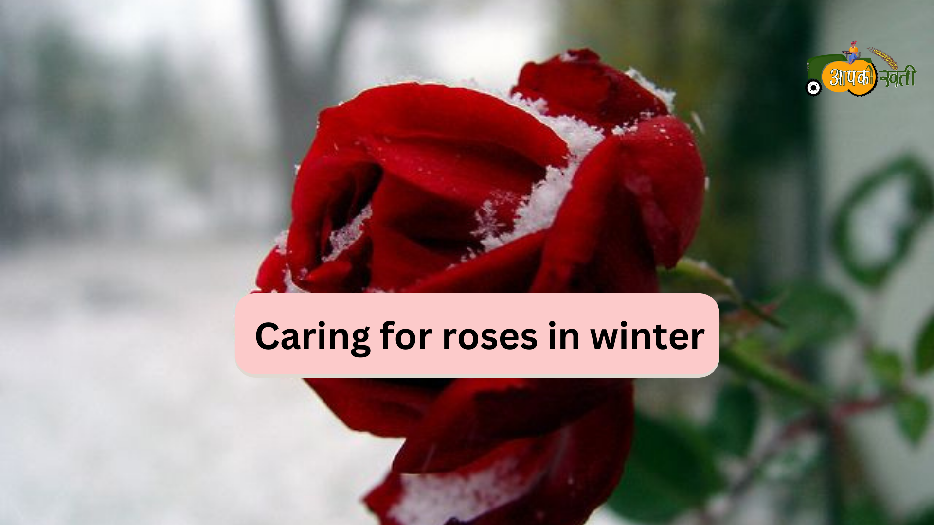 Caring for rose in winter-aapkikheti.com