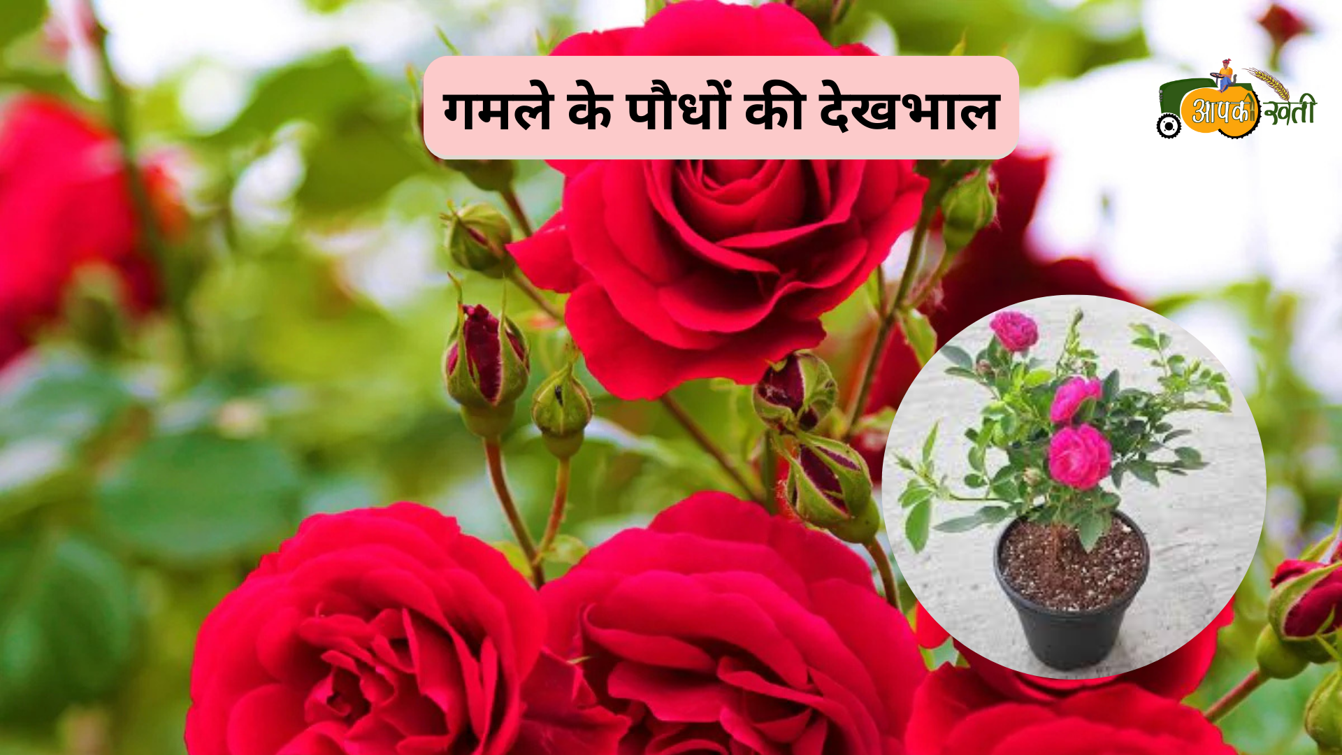 Caring for rose in winter-aapkikheti.com