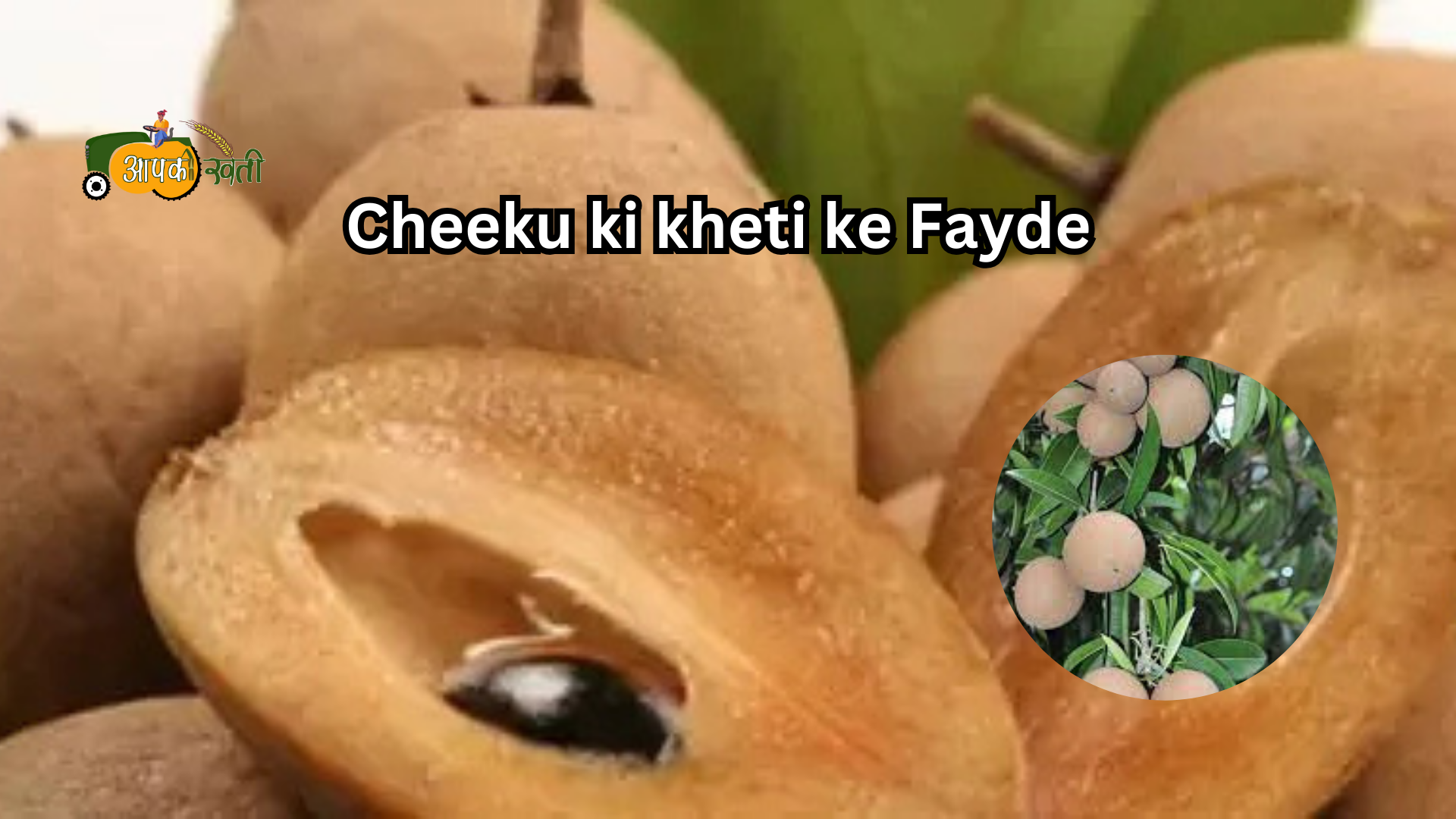 Cheeku ki kheti -Aapkikheti.com