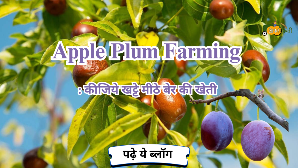 Apple Plum Farming-Aapkikheti.com