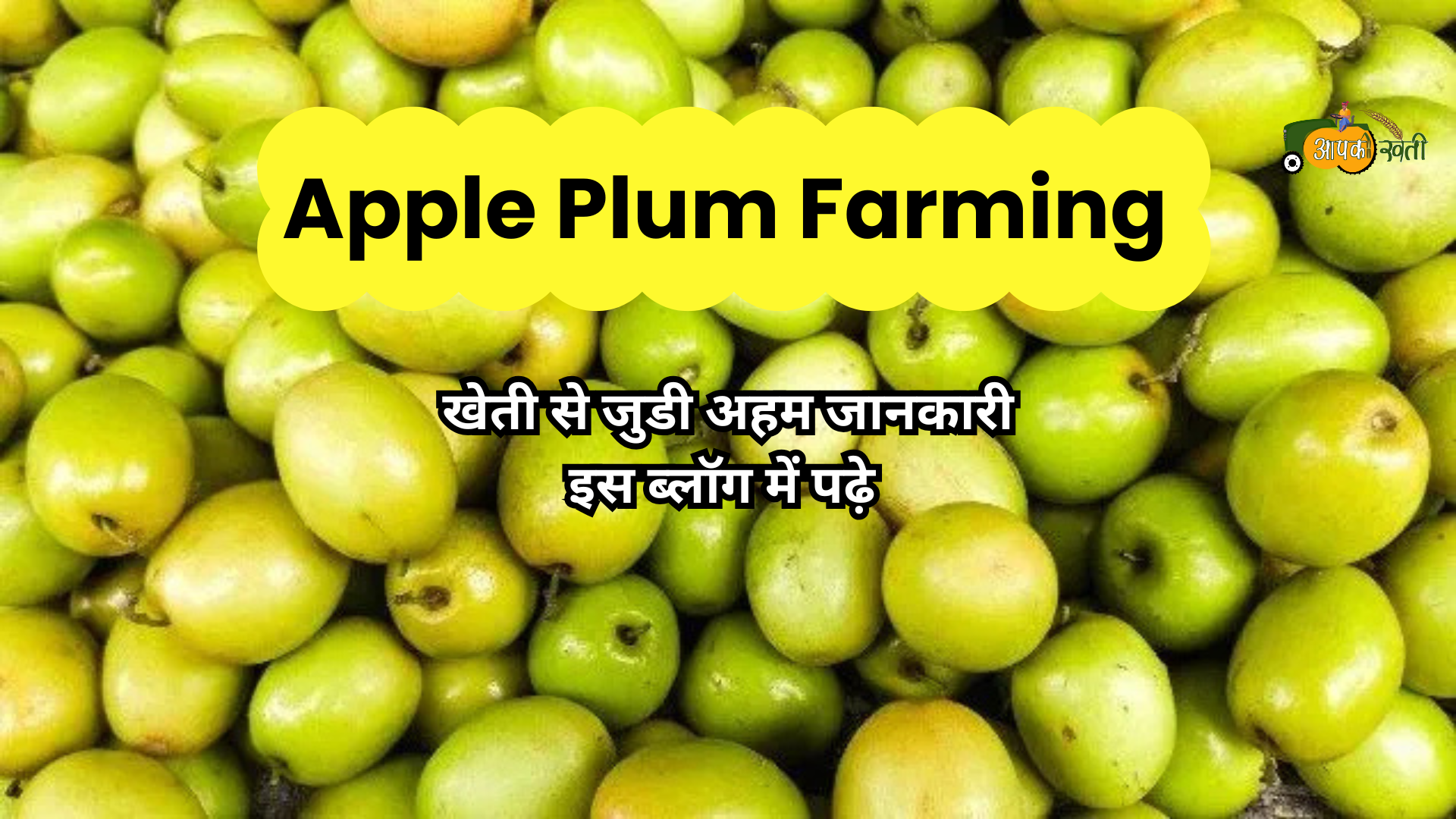 Apple Plum Farming-Aapkikheti.com