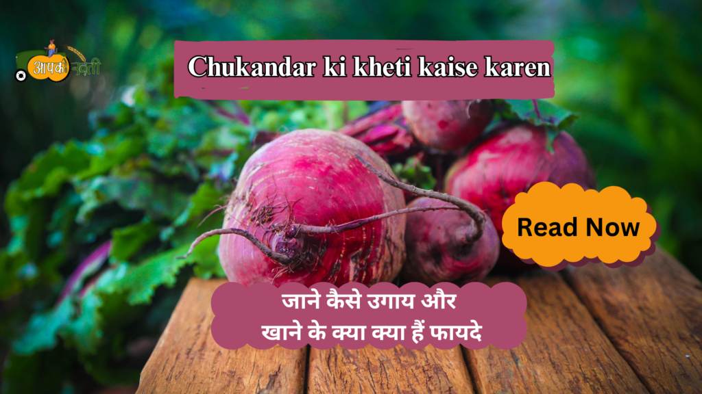 Chukandar ki kheti kaise karen-Aapkikheti.com