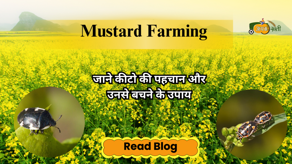 Mustard farming-aapkikheti,com