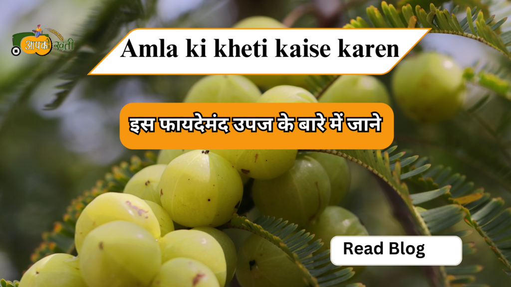 amla ki kheti kaise karen-Aapkikheti.com