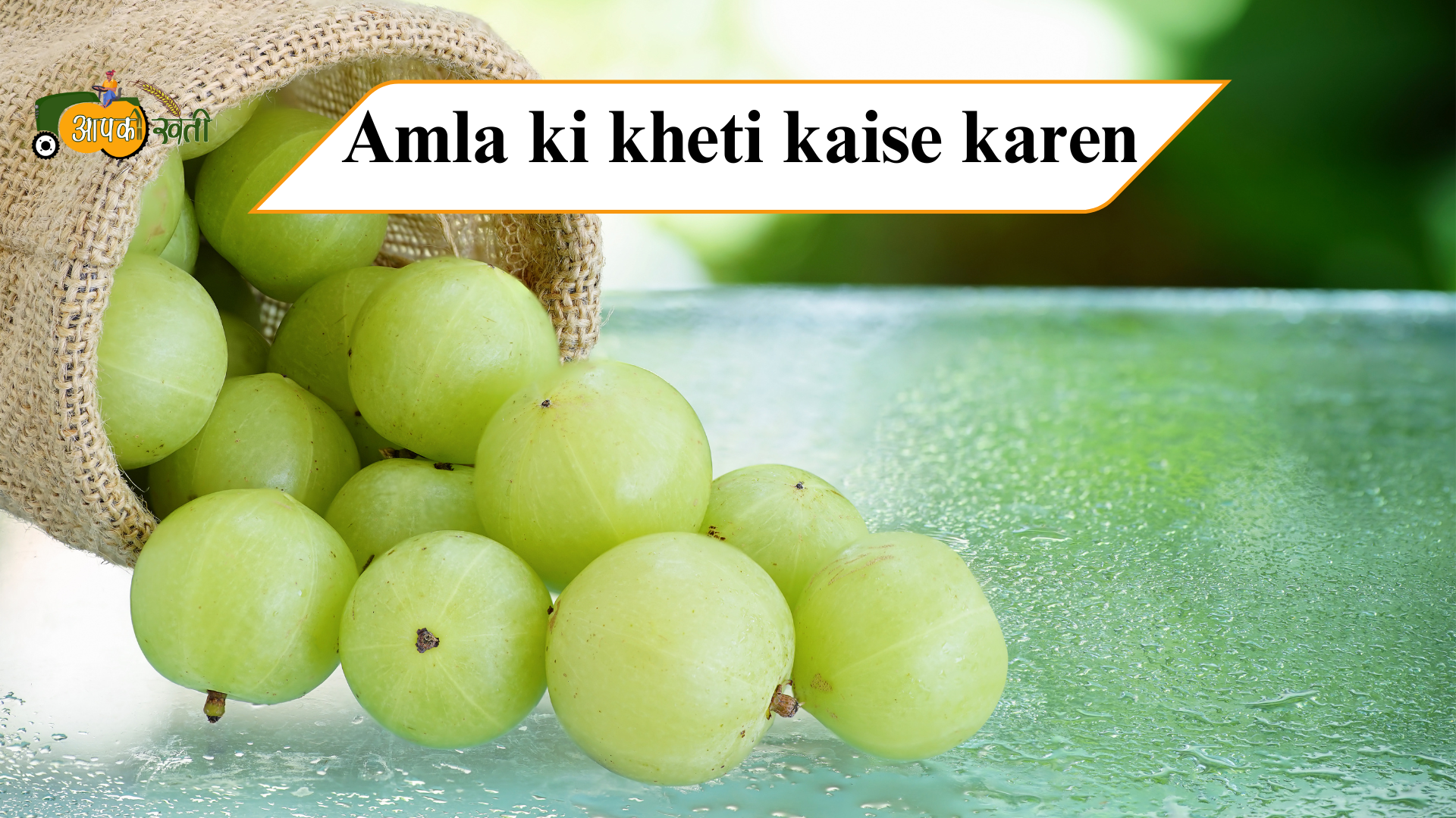 amla ki kheti kaise karen-Aapkikheti.com