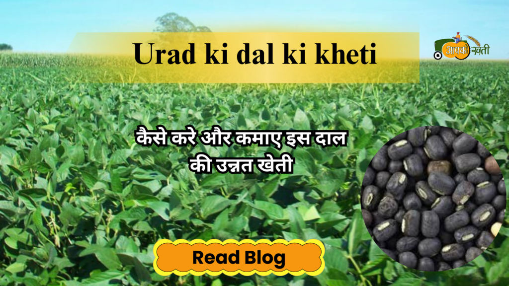 Urad Dal ki kheti-Aapkikheti.com