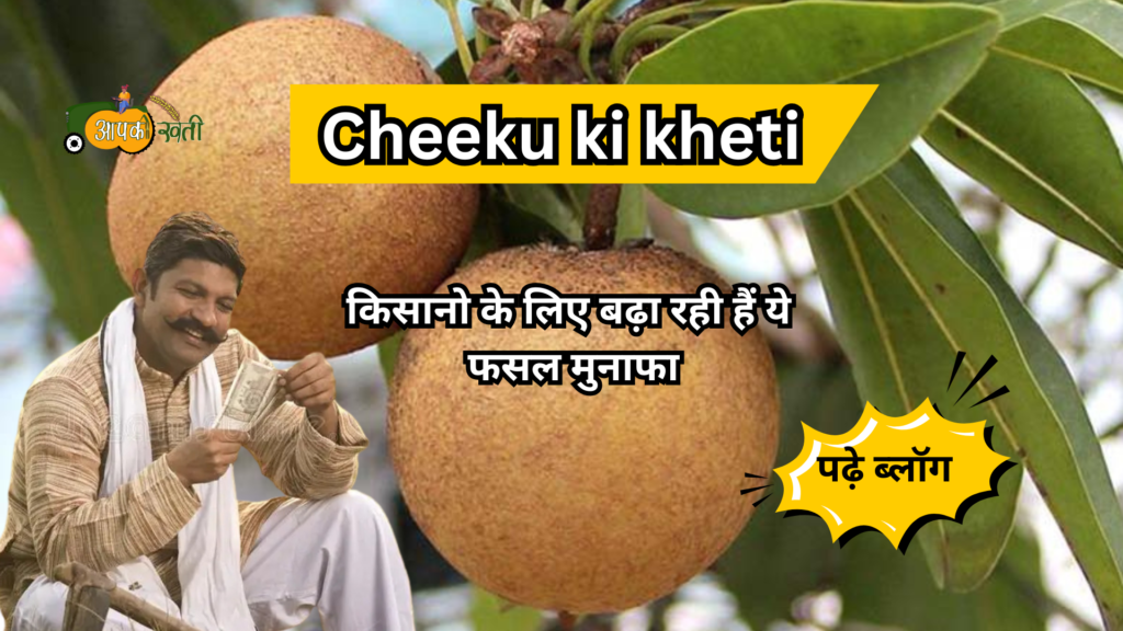 Cheeku ki kheti -Aapkikheti.com