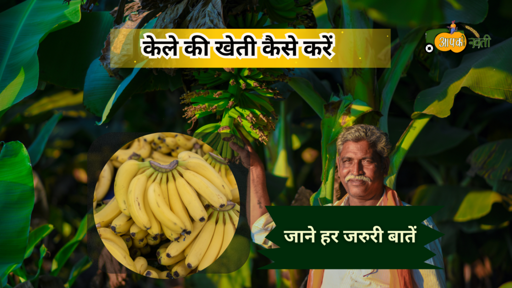 केले की खेती कैसे करें-Aapkikheti.com