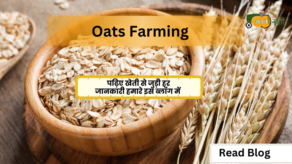 Oats Farming -Aapkikheti.com