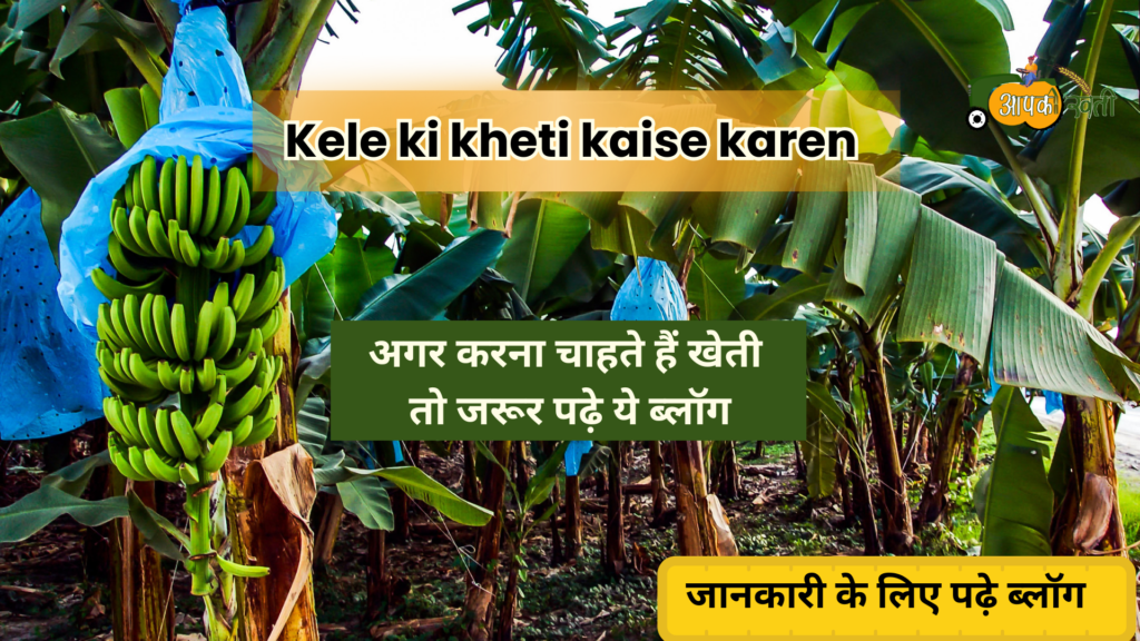 Kele Ki Kheti Kaise Karen-Aapkikheti.com