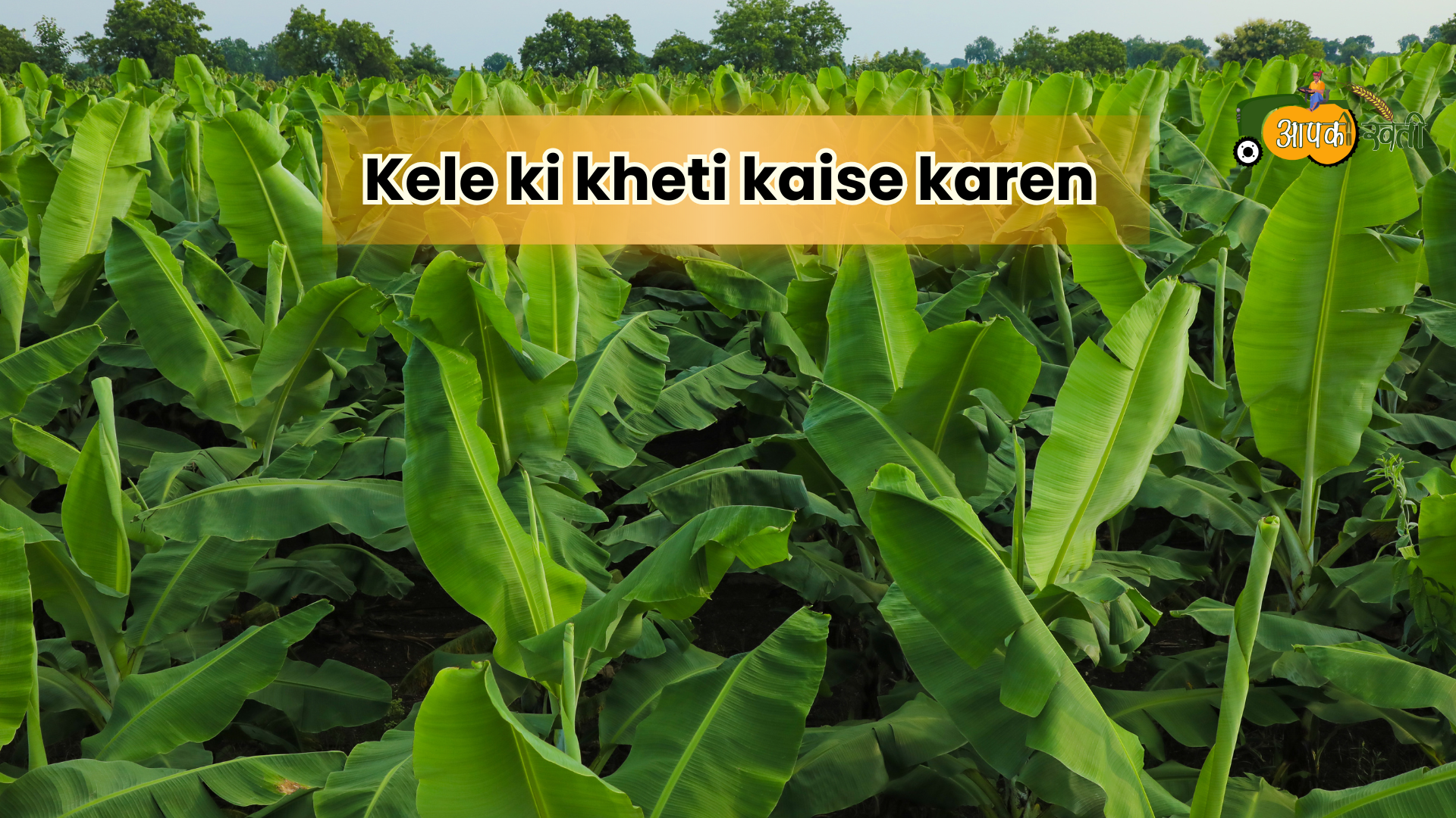 Kele Ki Kheti Kaise Karen-Aapkikheti.com