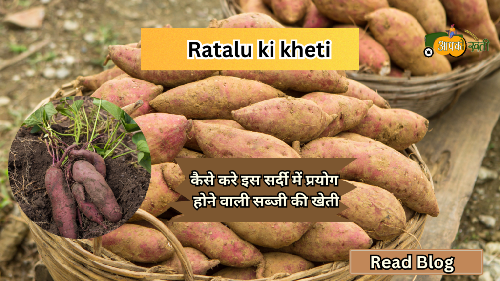 Ratalu ki kheti -Aapkikheti.com