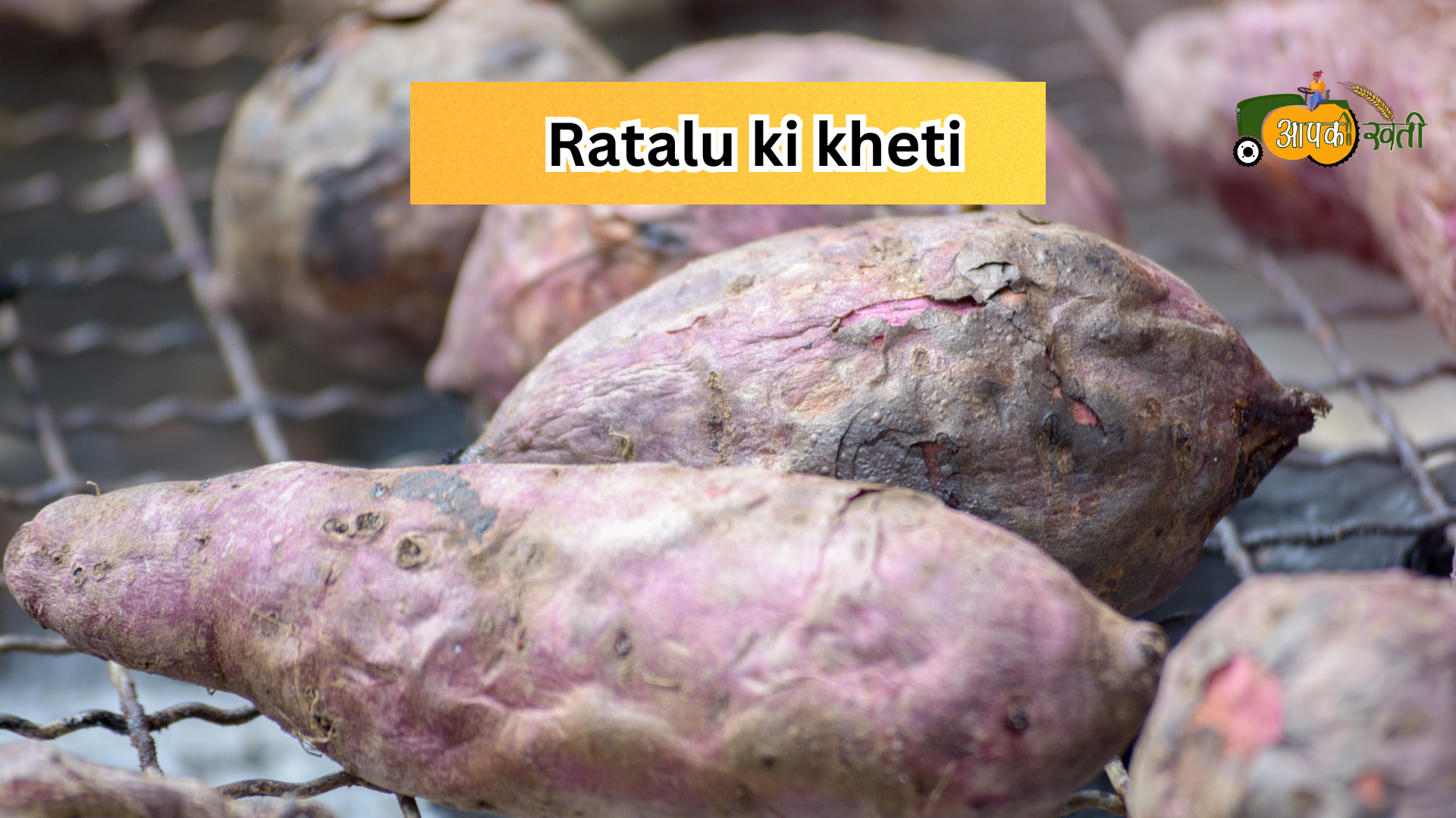 Ratalu ki kheti -Aapkikheti.com