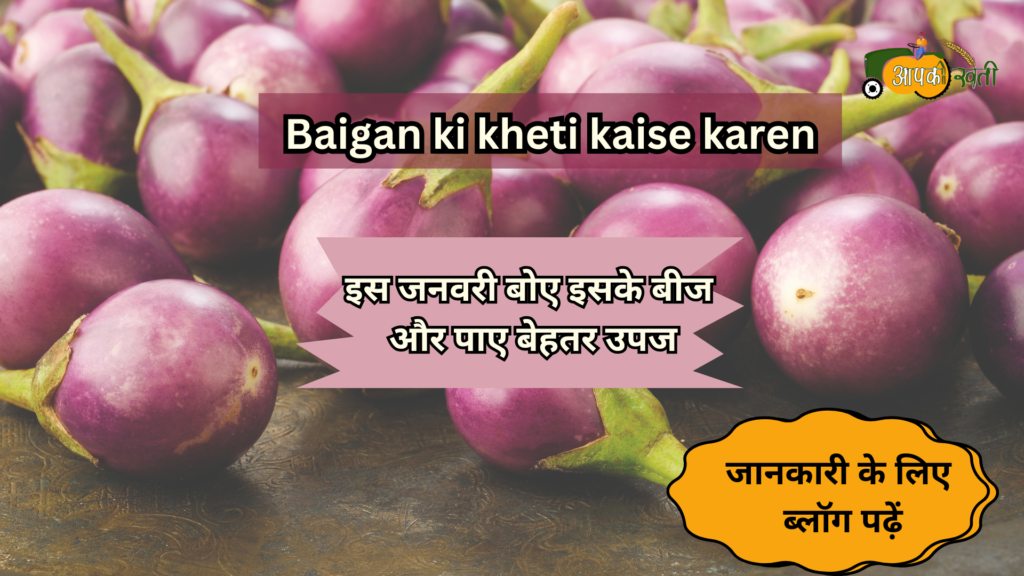 Baigan ki kheti kaise karen-Aapkikheti.com