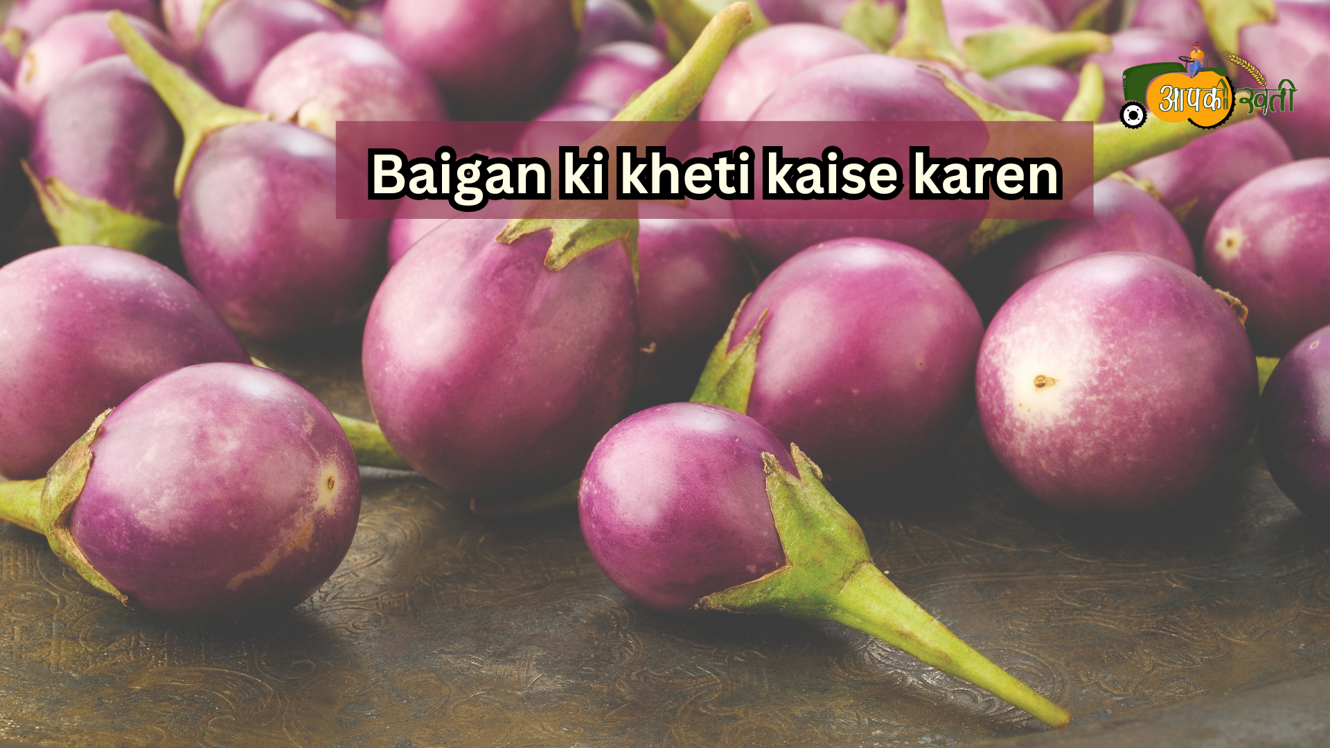 Baigan ki kheti kaise karen-Aapkikheti.com