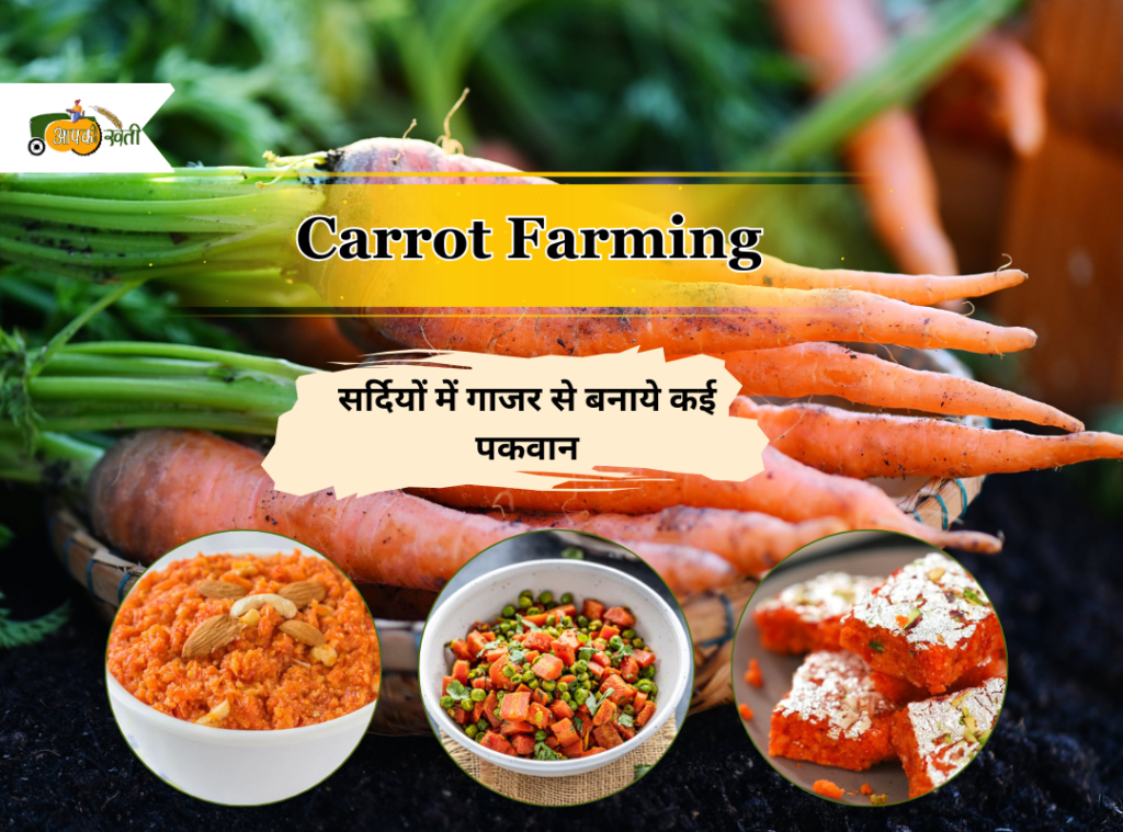 Carrot Farming