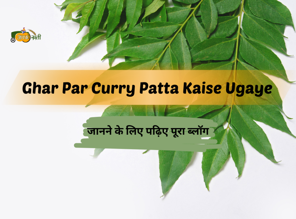 Ghar Par Curry Patta Kaise Ugaye