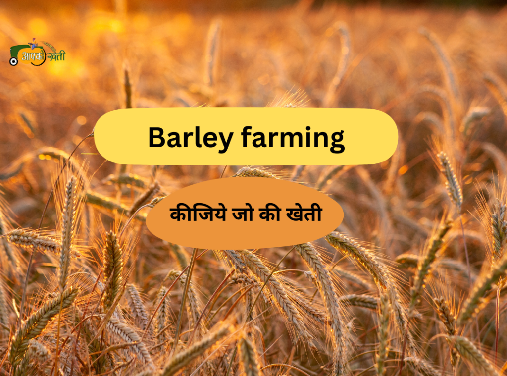 Barley farming