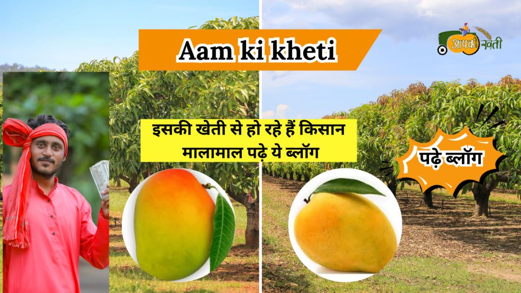 Aam ki kheti -Aapkikheti.com