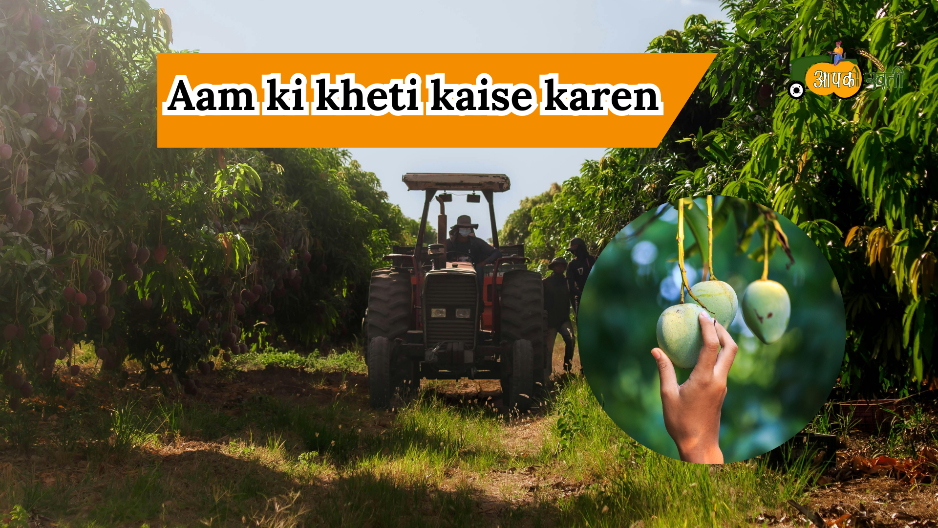 Aam ki kheti -Aapkikheti.com