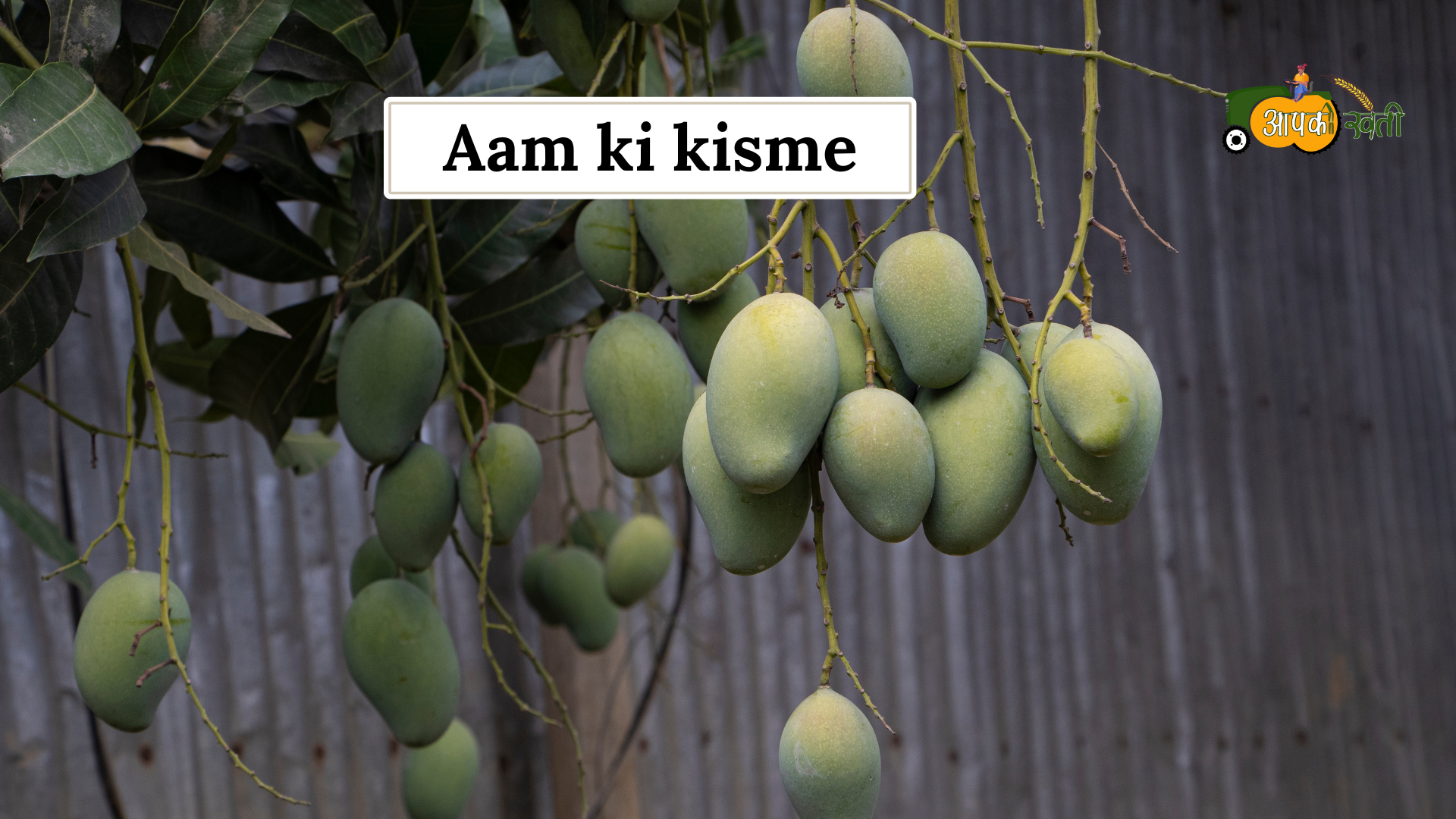 Aam ki kheti -Aapkikheti.com