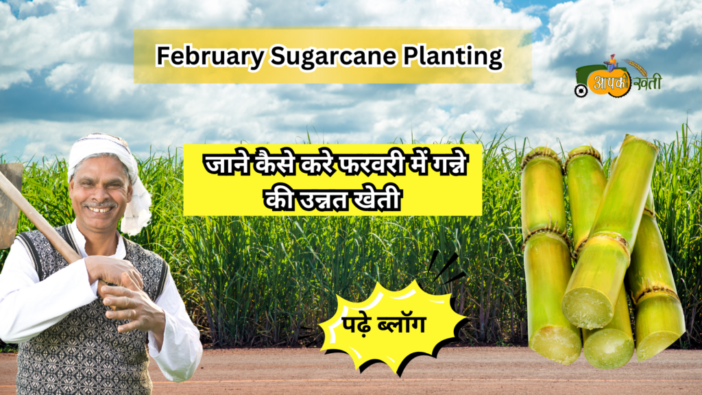 February Sugarcane Planting-Aapkikheti.com