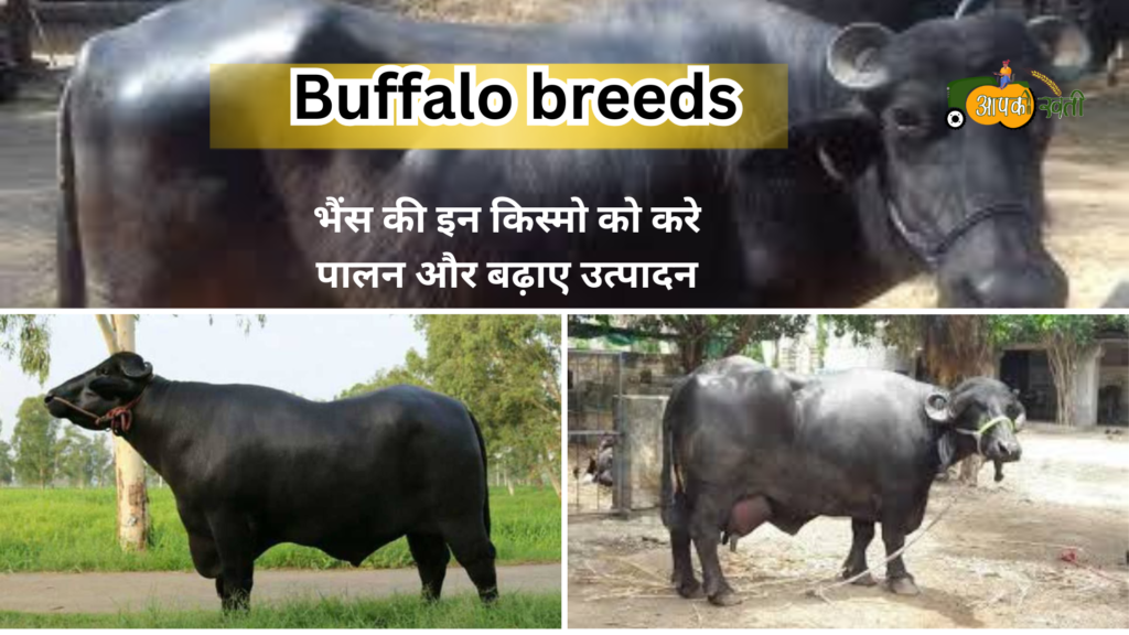 Buffalo Breeds-Aapkikheti.com