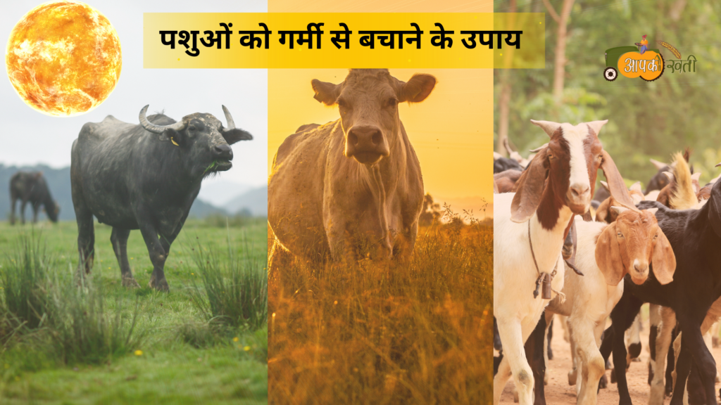 पशुओं को गर्मी से बचाने के उपाय-Aapkikheti.com