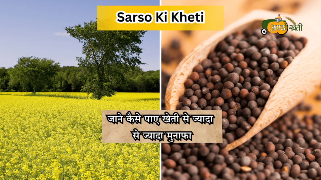 sarso ki kheti-Aapkikheti.com