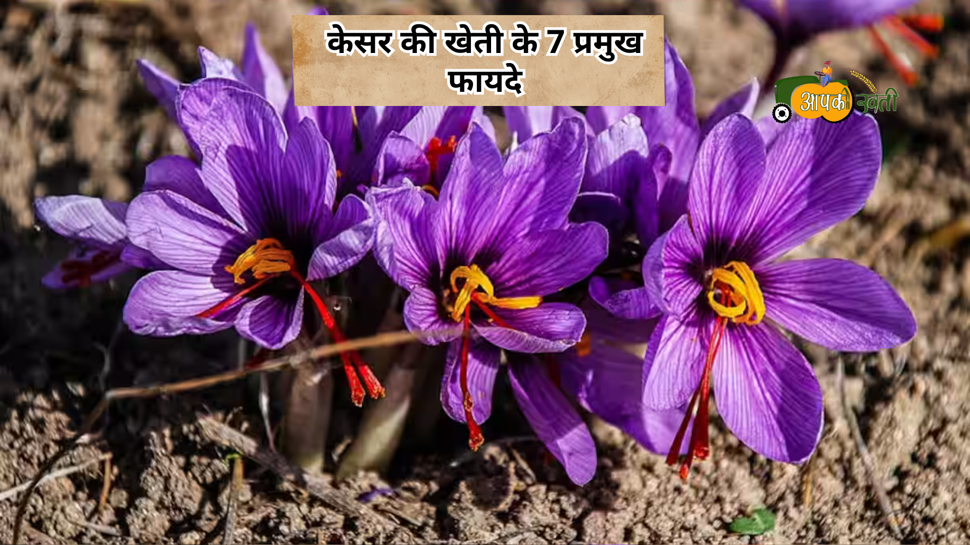 Ghar Mein Kesar Kaise Ugaye-Aapkikheti.com